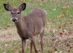 Thrill kill: Several juveniles plead guilty to ‘poaching spree’ of illegal deer in Cambria County