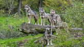 Wolves ‘are less dangerous than dogs and should be brought back to Britain’