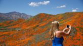 Southern California 'super bloom' visitors face arrest after poppy fields close over safety concerns