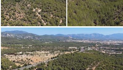 Así será el 'Bosc Metropolità de Palma': un pulmón verde de más de cuatro millones de metros cuadrados