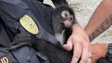 Watch: Escaped monkey reunited with owner in North Carolina