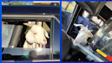 Michigan authorities wrangle "rogue goats" into back of police cars