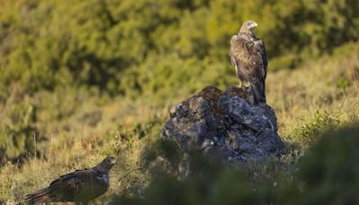 Salvan en la Foz de Lumbier a ‘Urri’, la primera cría de águila Bonelli que logra volar en Navarra