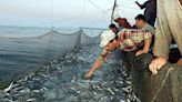Bruselas: Las poblaciones de peces en el Mediterráneo se recuperan, pero la mortalidad sigue alta
