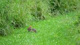 Oregon Ridge wildflower meadow mowed down in mistake