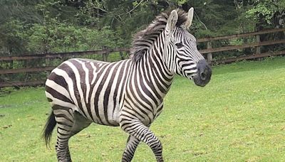 One zebra still missing after quartet escaped trailer in Washington state