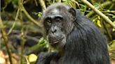 La menopausia no es única en humanas y ballenas: las chimpancés de Ngogo también la tienen