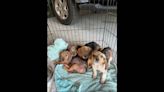 Puppies needed homes after ‘heartbreaking discovery’ in dumpster. Then came good news