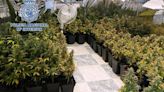 Una mujer se enfrenta a dos años de prisión por cultivar 189 plantas de marihuana en Córdoba