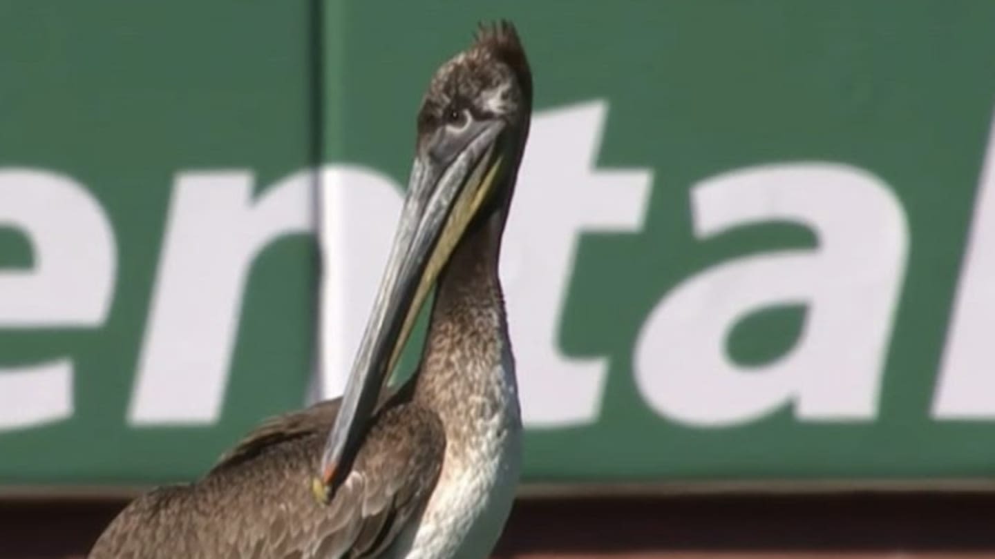 Giants Announcer Absolutely Nailed Play-by-Play of Pelican Flying Around Oracle Park