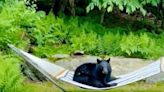 Young bear spotted relaxing on a hammock in a Vermont yard