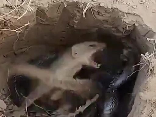 Una mangosta sorprende en su madriguera a una cobra hambrienta y sucede lo inesperado