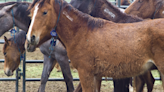Wild horses, burros get adopted, not dragged away