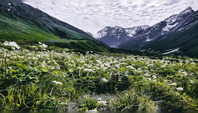 5 reasons why Valley of Flowers National Park is a monsoon must-visit