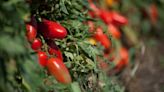 How to Distinguish Real San Marzano Tomatoes From Imposters