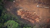 Brazil to allow miles of selective logging in effort to preserve the Amazon