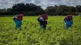Florida farmers receive federal financial assistance to help with pandemic costs