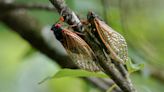 A fungus is turning cicadas into horny zombies — but don’t panic