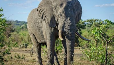 Elefante mata turista espanhol em reserva ambiental na África do Sul