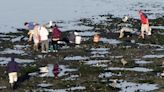 Bay clam digging reopens on north Oregon coast