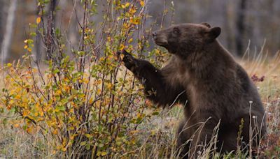 Bear scare: Animal has encounter with worker at Gatlinburg theme park