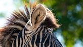 Naples Zoo says 18-year-old Katrina the zebra died suddenly after medical procedure
