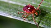 Ticks Linked to Serious Meat Allergy Spreading Across the Northern US: Know Symptoms And Prevention