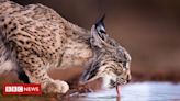 Lince-ibérico: por que um dos felinos mais raros do mundo não está mais ameaçado de extinção