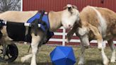 Rescue Goat Father-Daughter Duo Merlin and Lolli Show the Healing Power of Paternal Love