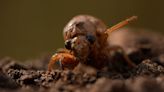 A look at which cicada broods you will see in different parts of Illinois as historic emergence begins