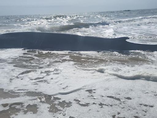 Whale washes up along beach in Delaware near Indian River Inlet