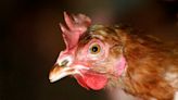 禽流感再現推升美日歐各地蛋價 有人開始囤蛋