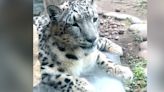 WATCH: How Akron Zoo animals ‘chill’ in 90° heat