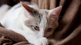 What is fading kitten syndrome and should you be concerned?