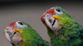 Chirping sounds lead airport officials to bag filled with smuggled parrot eggs