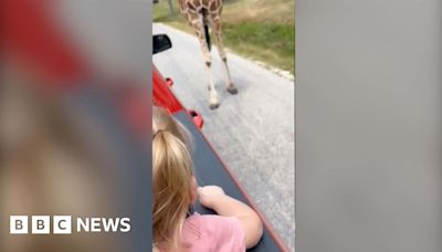 'Wanna feed the giraffe?' Moment toddler grabbed from truck