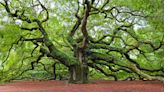 Arbor Day 2024: How to plant the best tree to combat climate change