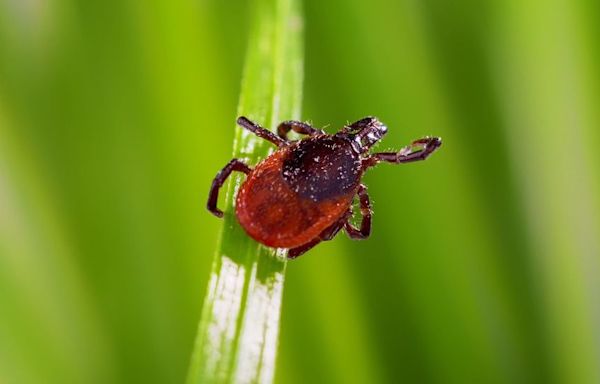 How to remove ticks and what to know about these bloodsuckers