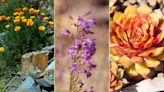 10 xeriscaping plants for climate appropriate planting that will reduce your water usage
