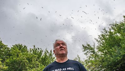 The town swarmed by seagulls say it's like Alfred Hitchcock's film