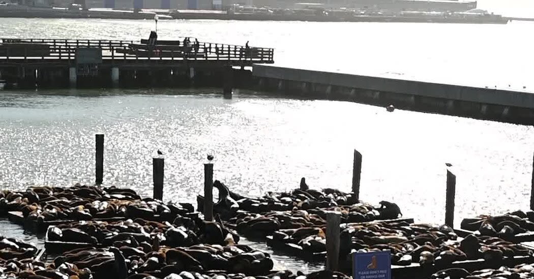 New Housing Crisis for San Francisco: Where to Put the Sea Lions