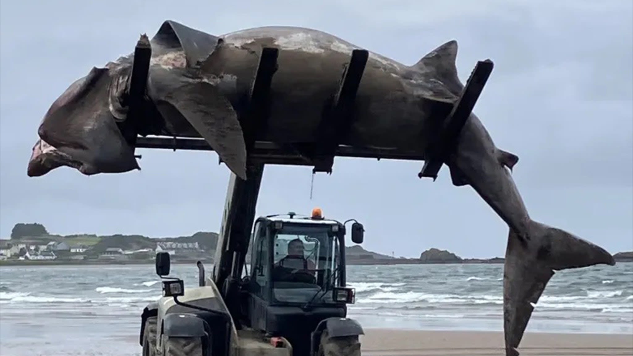 24-Foot Shark Washes Ashore in UK, Forklift Removes Carcass