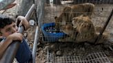 Leones del zoológico de Rafah en peligro por guerra en Franja de Gaza