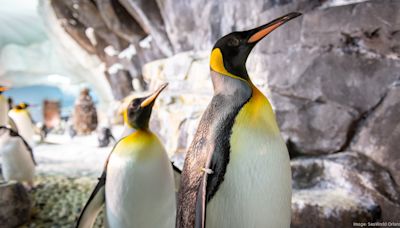 Here's when SeaWorld Orlando’s Penguin Trek family coaster will open (PHOTOS) - Orlando Business Journal