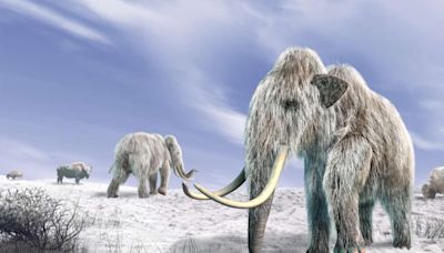 Did woolly mammoth go extinct because of a blocked nose? Study says they did