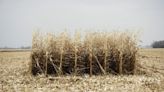 America’s Corn Belt Bristles at $8 Billion Lifeline