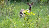 Michigan roadside parks open for the season next week