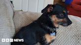Ozzie: Owner's delight as lost dog found in Cornwall