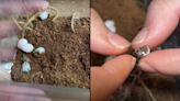 Man buys mystery reptile egg to hatch and see what's inside