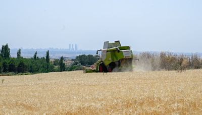 Finaliza la siega de trigo y cebada en Algete con 1,3 millones de kilos recogidos
